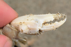 Liocarcinus holsatus