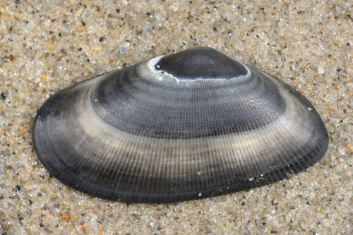 Banded Wedge Shell