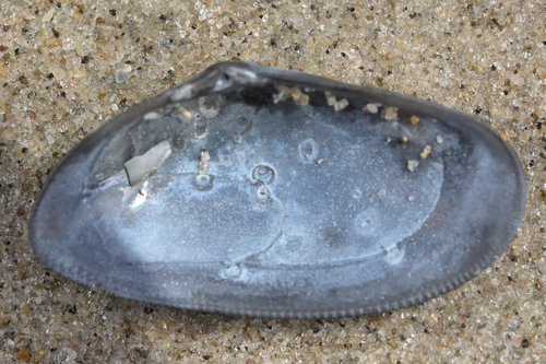 Banded Wedge Shell