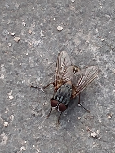 False Stable Fly photo 3