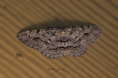 Stenoporpia