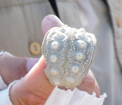 Eucidaris galapagensis