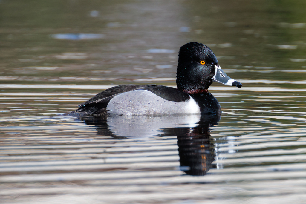Ring-necked Duck photo