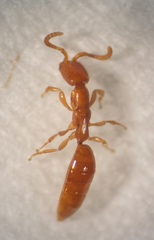 Austranesia tofti
