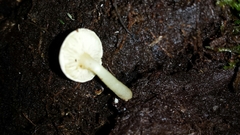 Hemimycena lactea