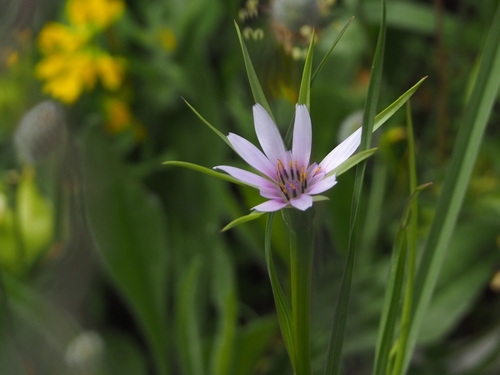 Image of Geropogon hybridus by (c) Katerina Kalogerini, some rights reserved (CC BY)
