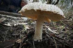 Amanita ananiceps