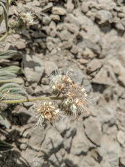 Phacelia hastata compacta