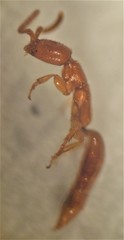 Austranesia tofti