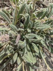 Phacelia hastata compacta