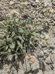 Phacelia hastata compacta