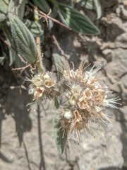 Phacelia hastata compacta