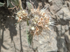 Phacelia hastata compacta