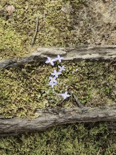 Beech Tree Trail