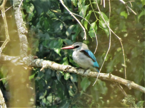 Senegalijsvogel (Halcyon senegalensis)