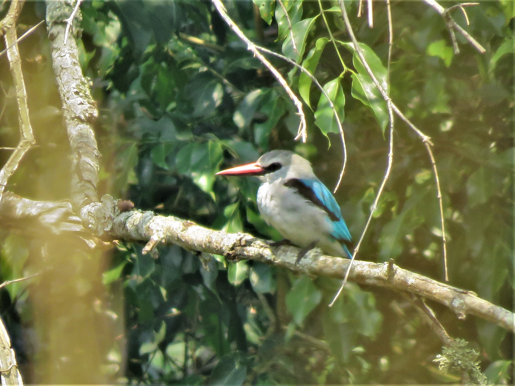 Woodland Kingfisher illustration