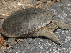 Kinosternon subrubrum subrubrum