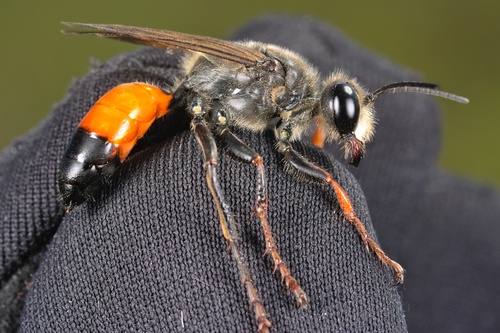 Golden Digger Wasp photo 3