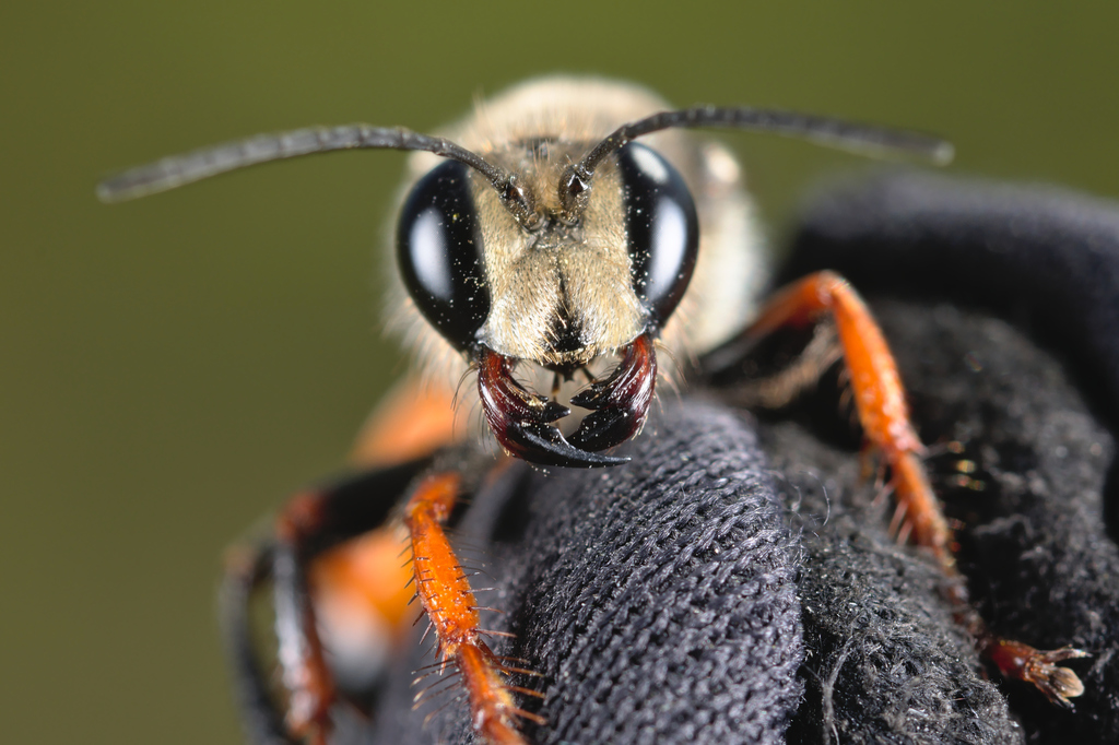 Golden Digger Wasp