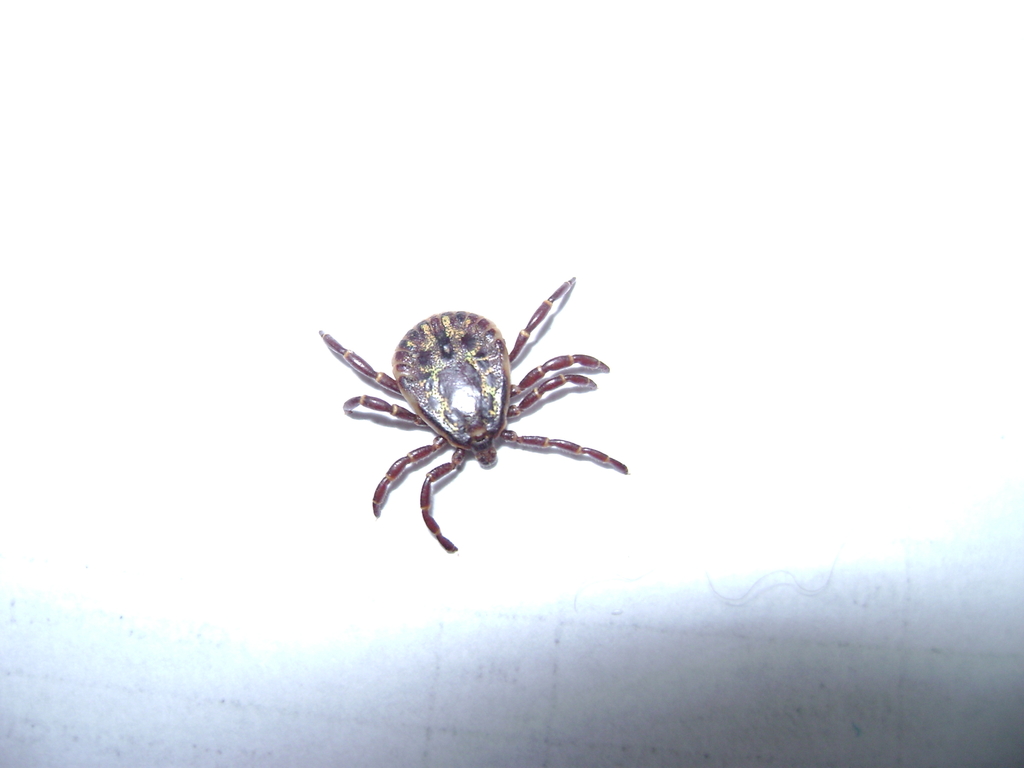 Amblyomma geayi
