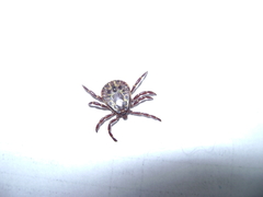 Amblyomma geayi