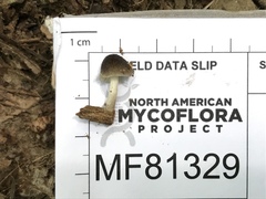 Pluteus septocystidiatus