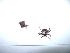 Amblyomma geayi