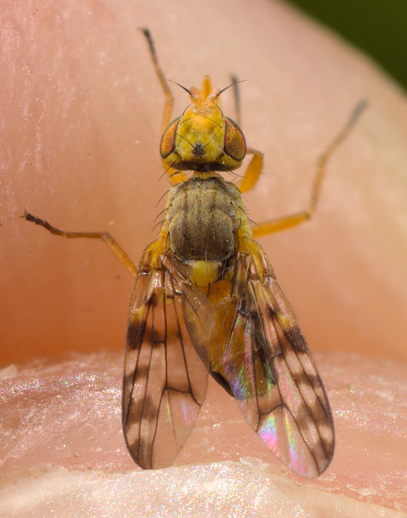 Myopites apicatus