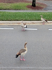 Alopochen aegyptiaca