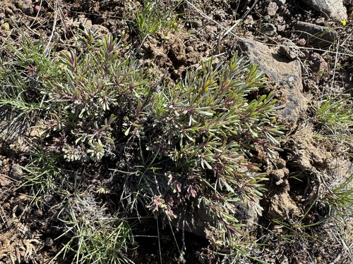Image of Penstemon gairdneri by no rights reserved