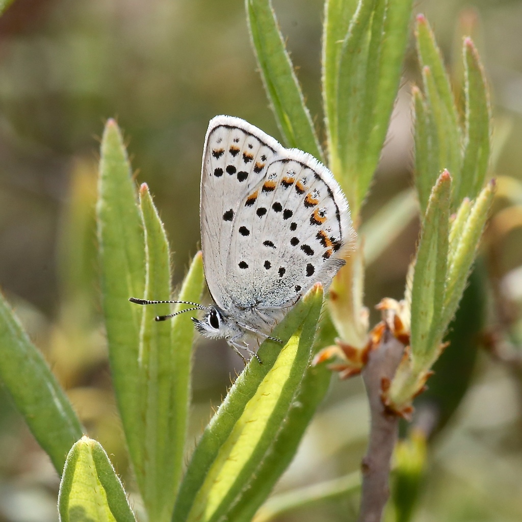 Reverdin's Blue