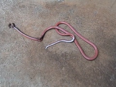 Black Coral Snake photo 4