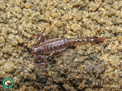 Thestylus aurantiurus