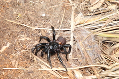 Hadronyche walkeri