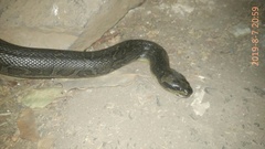 Homalopsis buccata