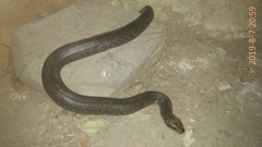 Homalopsis buccata
