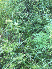 Cyperus retroflexus