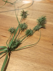 Cyperus retroflexus