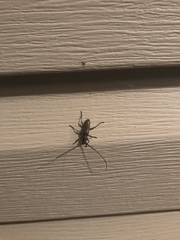 Parelaphidion aspersum