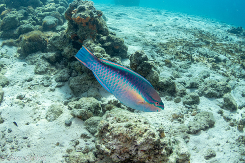Photo of Princess parrotfish (Scarus taeniopterus)