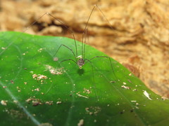Holcobunus nigripalpis