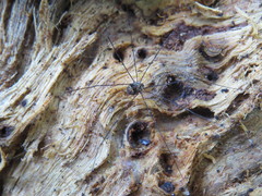 Holcobunus nigripalpis