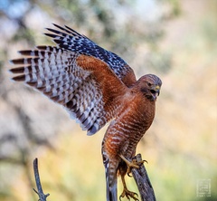 Red-Shouldered Hawk photo 4