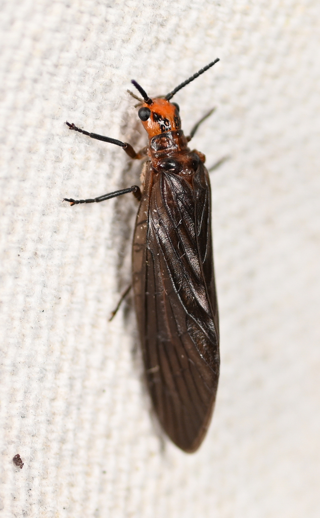 Protosialis glabella