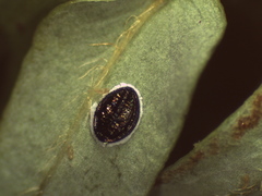 Tetraleurodes acaciae