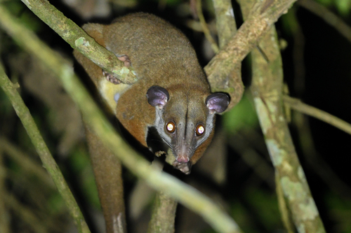 Brown-eared Woolly Opossum