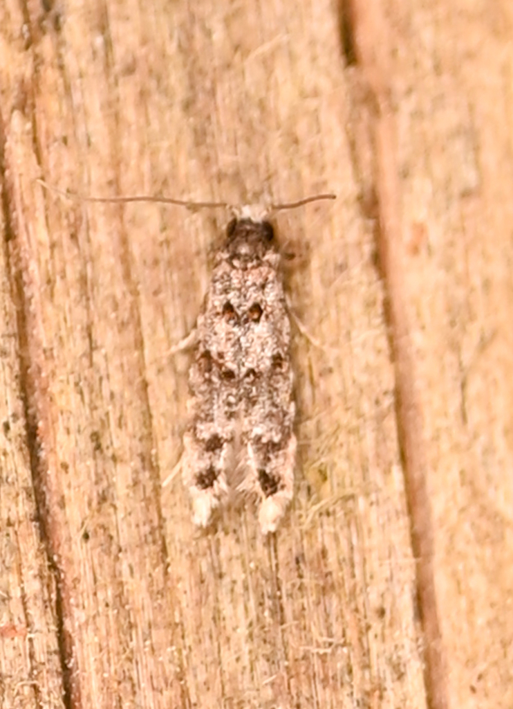 Homosetia bifasciella