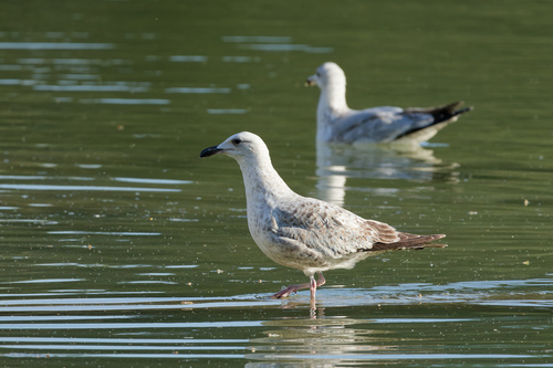 Gaviota argéntea europea (Larus argentatus)