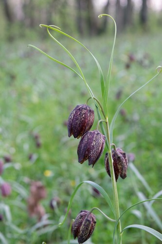 Fritillaria montana