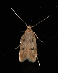 Carolana ascriptella